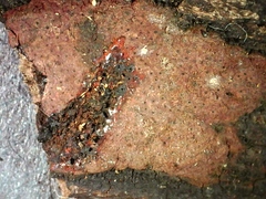 Hypoxylon rubiginosum