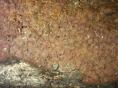 Hypoxylon rubiginosum