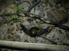 Helicarion cuvieri