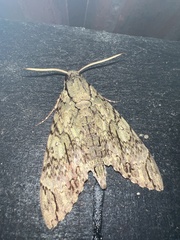 Cocytius lucifer