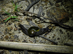 Helicarion cuvieri