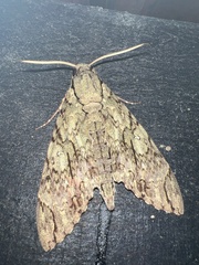 Cocytius lucifer