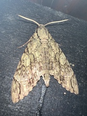 Cocytius lucifer