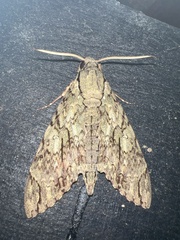 Cocytius lucifer