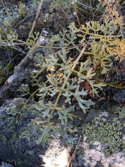 Phlojodicarpus sibiricus