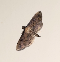 Nacoleia charesalis