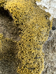 Candelariella rosulans
