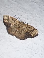 Nematocampa
