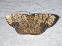Nematocampa