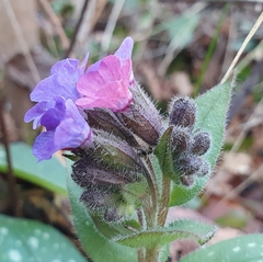 Pulmonaria