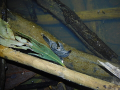 Helicarion cuvieri