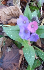 Pulmonaria
