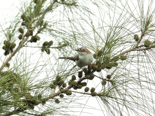 Indochinese Yuhina (Staphida torqueola), photo 9
