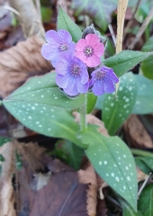 Pulmonaria