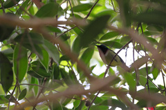 Aethopyga christinae