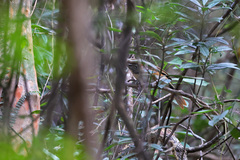 Pterorhinus pectoralis