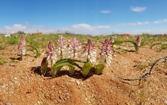 Lachenalia anguinea