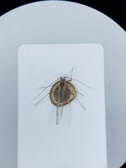 Dyscritulus