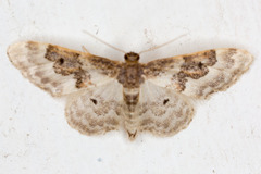 Idaea rusticata