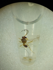 Dyscritulus