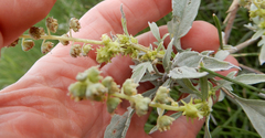 Ambrosia grayi