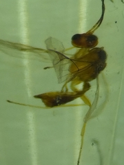 Dyscritulus