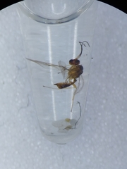 Dyscritulus