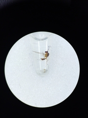 Dyscritulus