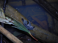 Helicarion cuvieri