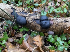 Daldinia concentrica