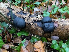 Daldinia concentrica