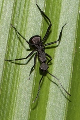Polyrhachis abdominalis