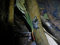 Helicarion cuvieri