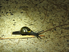 Helicarion cuvieri