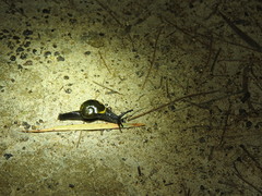 Helicarion cuvieri