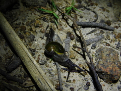 Helicarion cuvieri