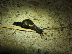 Helicarion cuvieri