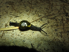 Helicarion cuvieri