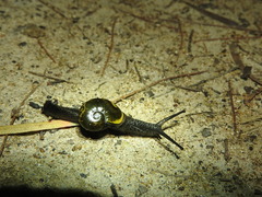 Helicarion cuvieri