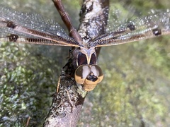 Telephlebia godeffroyi