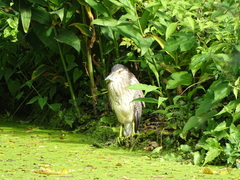 Nycticorax nycticorax nycticorax
