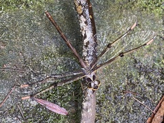 Telephlebia godeffroyi