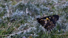 Catasticta teutila