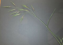 Aristida scabrivalvis