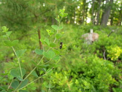 Grapholita tristrigana