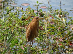 Ixobrychus cinnamomeus