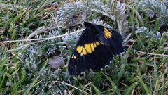 Catasticta teutila