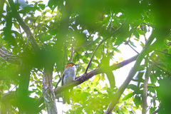 Hemixos castanonotus