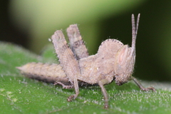 Abisares viridipennis