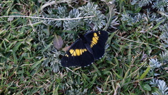 Catasticta teutila